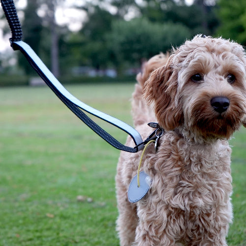 hund med refleks i snor der øger synlighed i mørke
