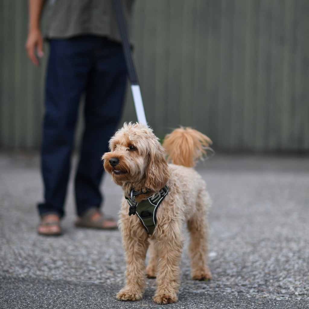 dog with a reflective leash that improves visibility in the dark