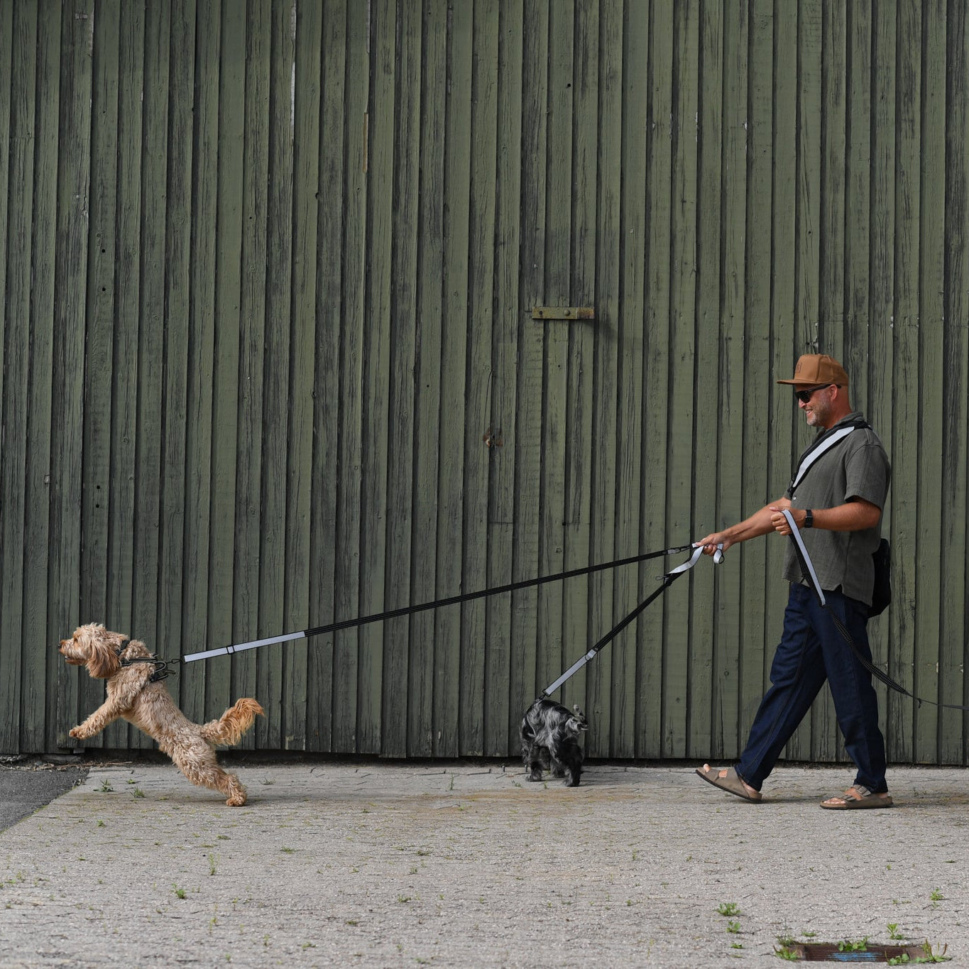 person med hunde og refleks der øger synlighed på gåtur i trafikken