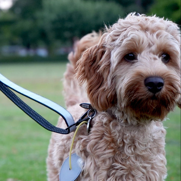 hund med refleks der øger synlighed på gåturen